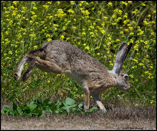 _1SB5891 jack rabbit.jpg